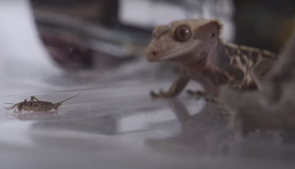 crested gecko food source