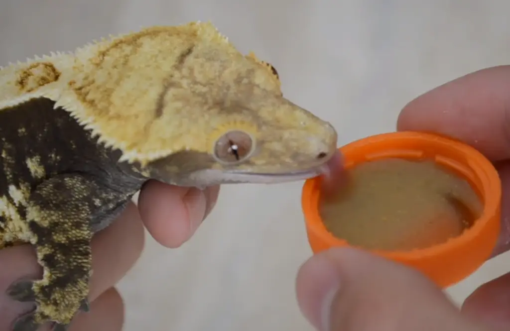 Crested Gecko Eats Little Food