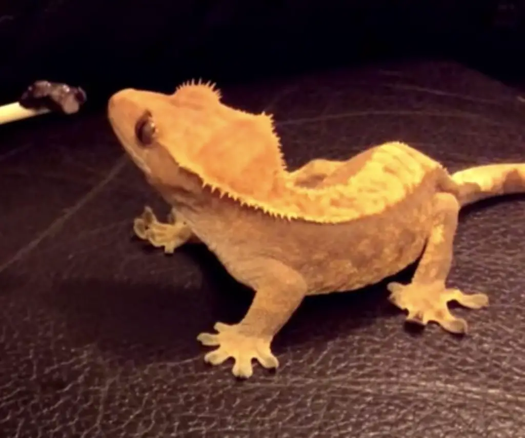 What Fruits Can Crested Geckos Eat?