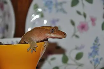 Feeding Your Crested Gecko