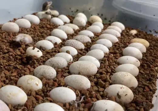 Multiple Crested Gecko Eggs Incubation