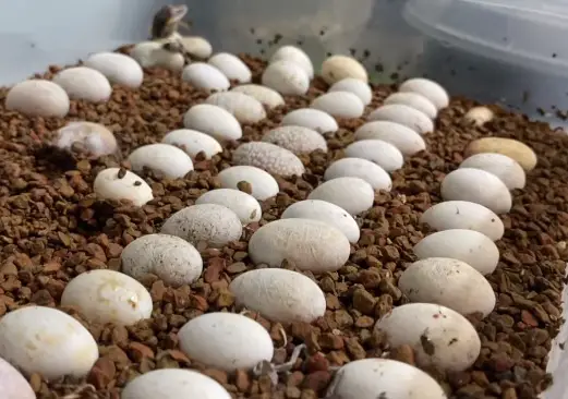 Crested Gecko Eggs Incubation