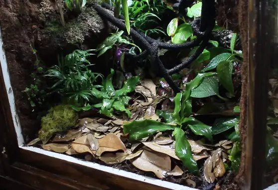 Crested Gecko Tank Water and Humidity