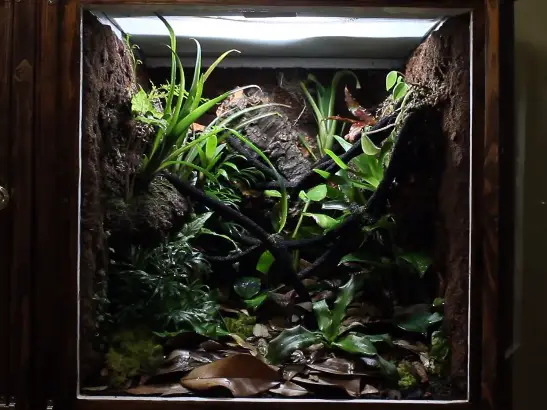 Crested Gecko Tank Landscaping