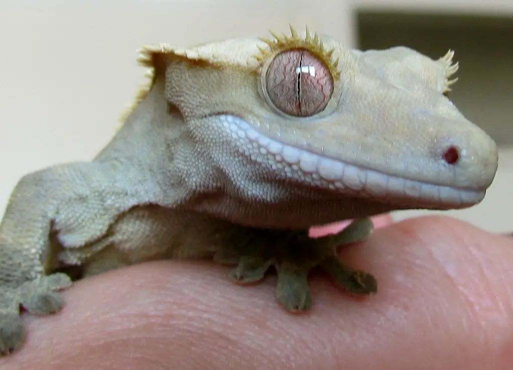 Eye Problems in Crested Gecko