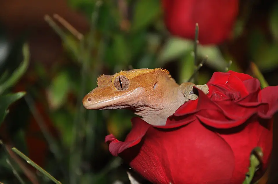 Crested Gecko Female Names