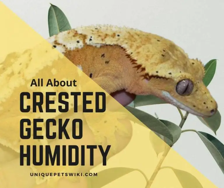 5 Pro Tips To Maintain Humidity Requirements In a Crested Gecko Terrarium