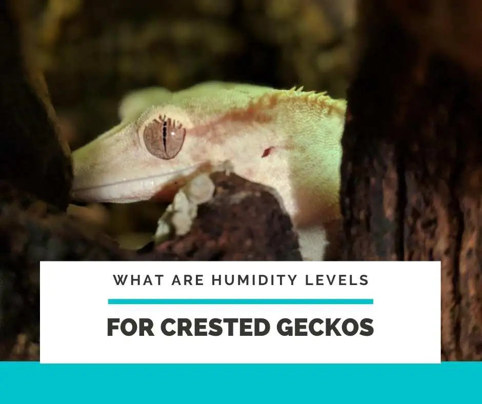 Humidity Levels For Crested Geckos