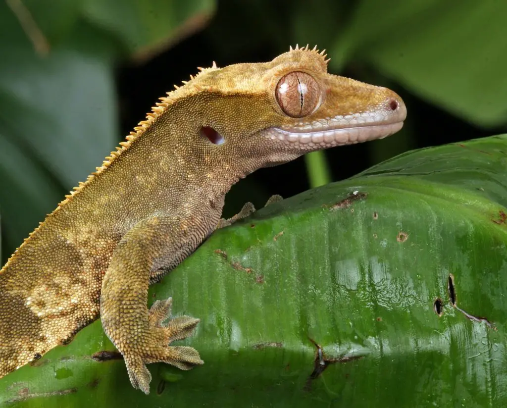 Crested Gecko in the Wild