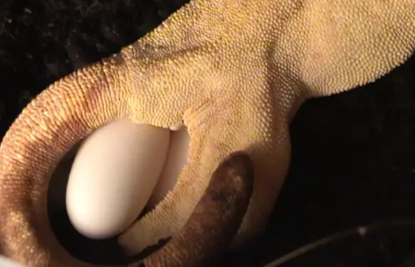 Crested Gecko Laying Eggs