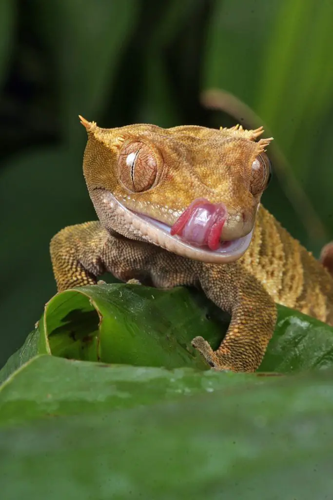 Crested Gecko Male Names