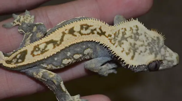 Infections in Crested Geckos