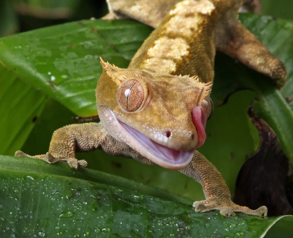 Aggressive Crested Gecko
