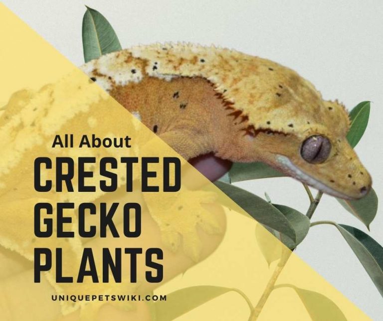 Best Crested Gecko Plants Remove These 3 Toxic Plants Out Of The