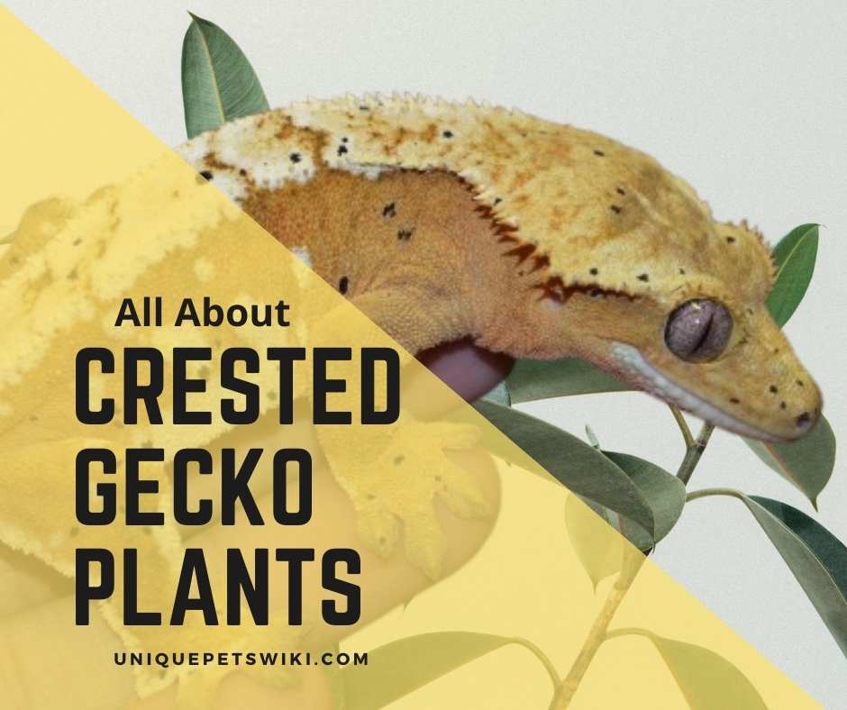 Best Crested Gecko Plants - Remove These 3 Toxic Plants Out Of The ...