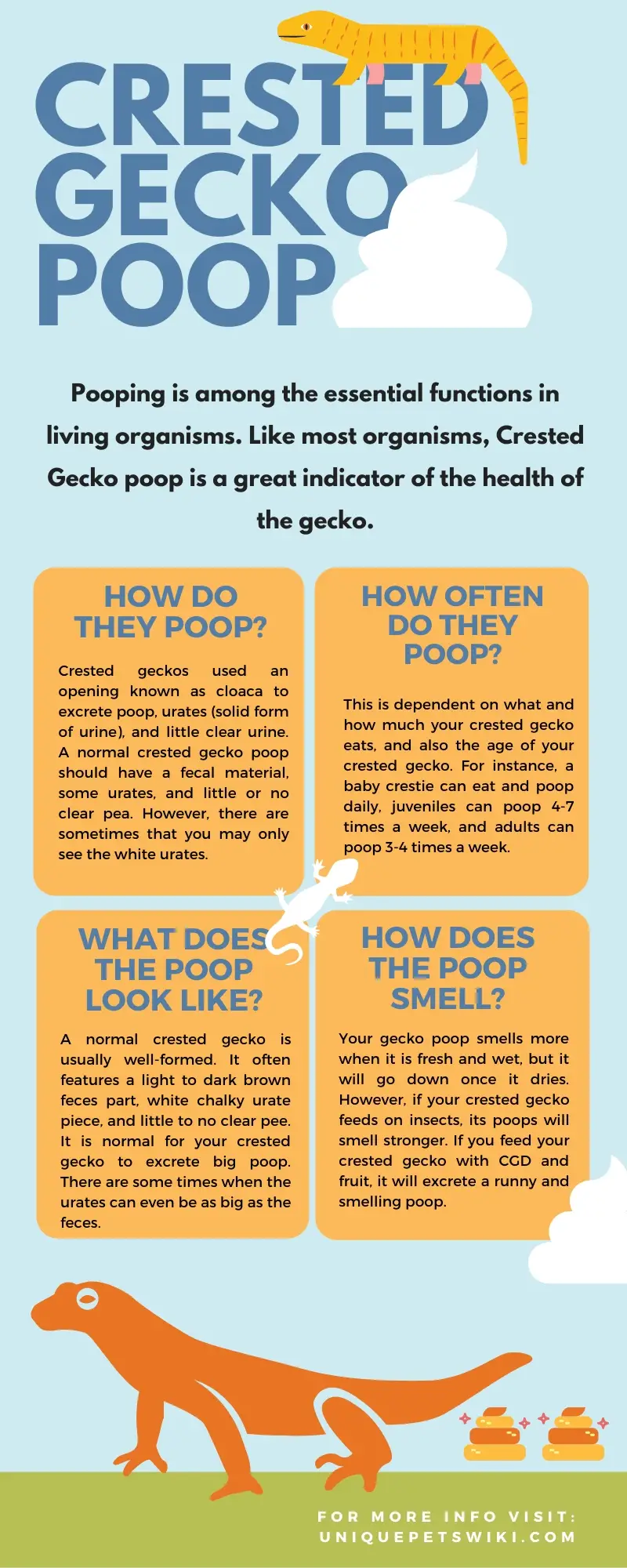 Crested Geckos Poop Infographics