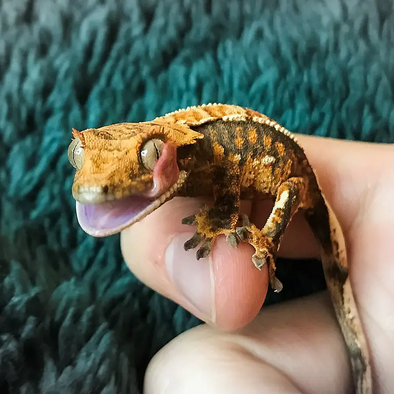 Crested Gecko Sound