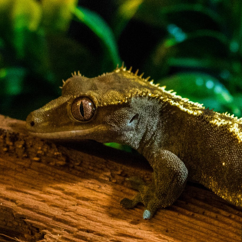 Crested Gecko Substrate