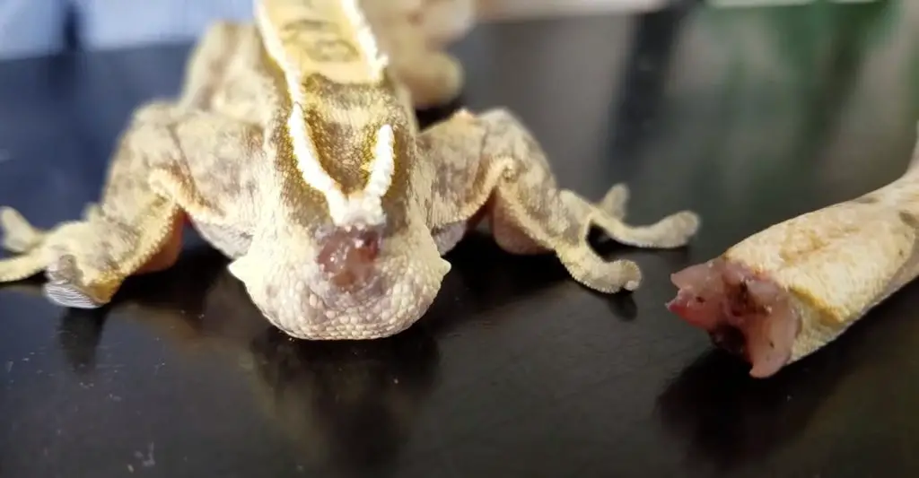 Tail Loss in Crested Geckos