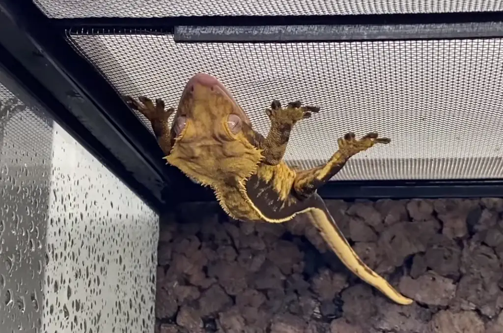 Low Temperature in Crested Gecko Tank