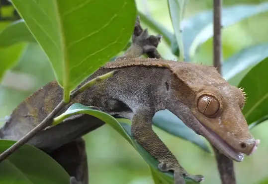 Crested Gecko in the Wild