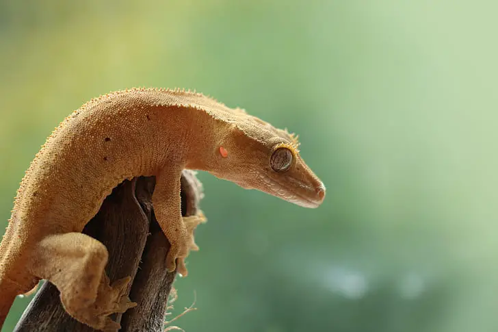 Factors that can Shorten Crested Gecko's Lifespan