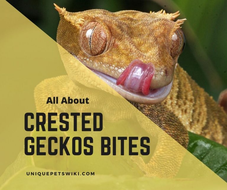 Crested Gecko Bites: Does It Hurt and How To Tame A Crestie