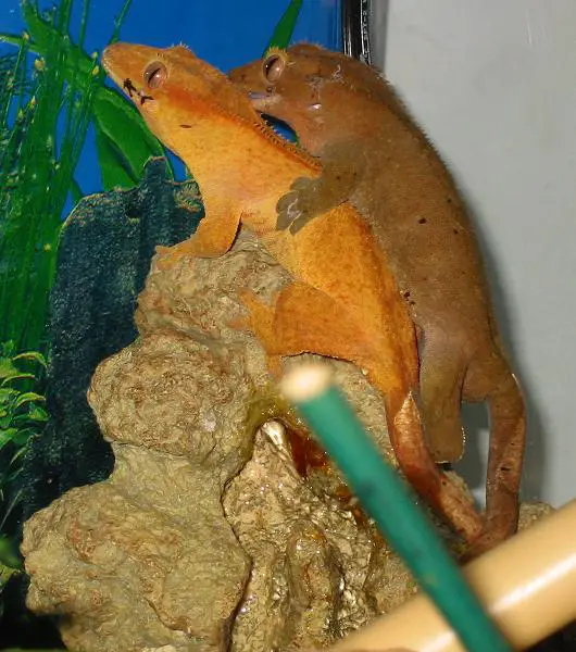 Crested Geckos Mating