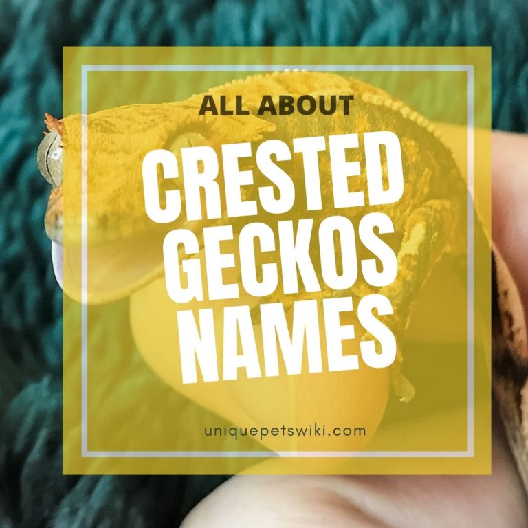 300+ Crested Gecko Names