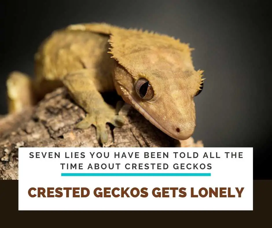 Crested Geckos Gets Lonely