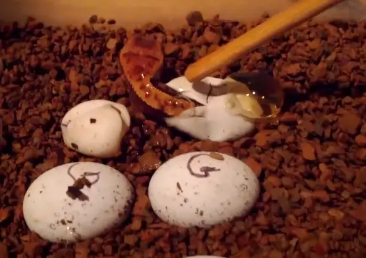 Interfering Crested Gecko Egg Hatching