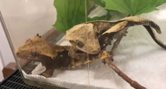 Crested Gecko Breeding Season