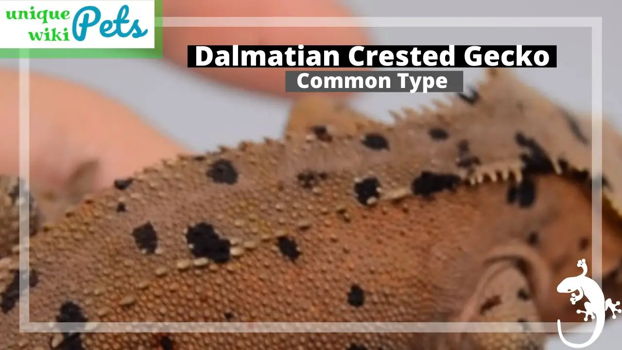 Dalmatian Crested Gecko