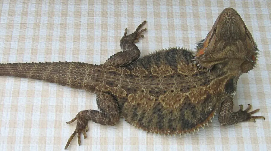 Brown Bearded Dragon