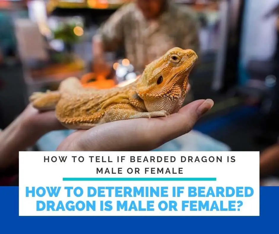 How Can You Determine If Bearded Dragon Is Male Or Female?