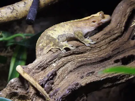 Egg Binding in Crested Gecko