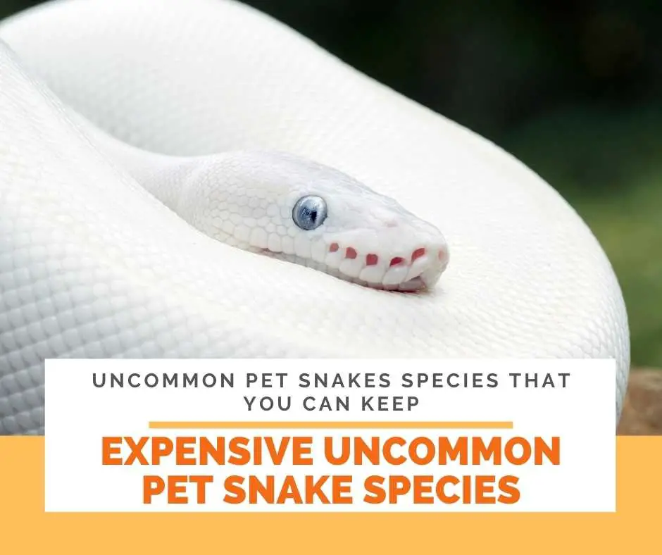 Expensive Snake Species: Uncommon Pet Snakes In Cost