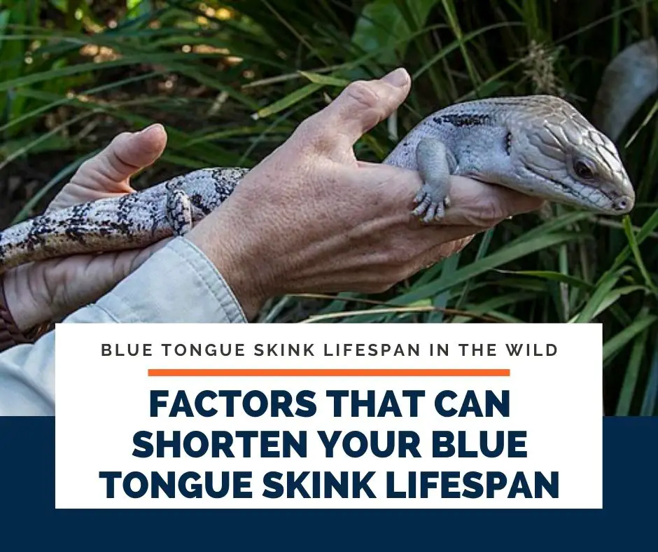 Factors That Can Shorten You Blue Tongue Skink Lifespan
