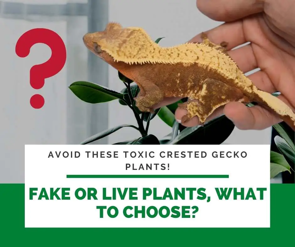Fake Or Live Plants, What To Choose?