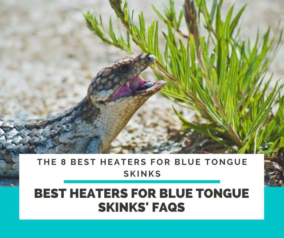 Best Heaters For Blue Tongue Skinks' Frequently Asked Questions (FAQs)