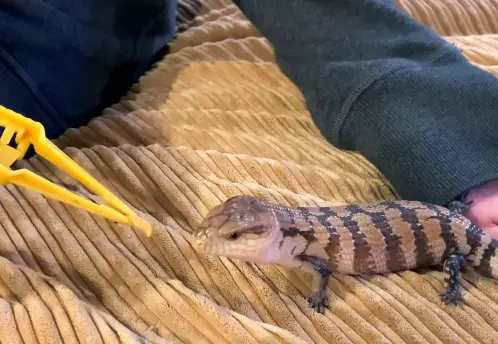 Feeding Blue Tongue Skink