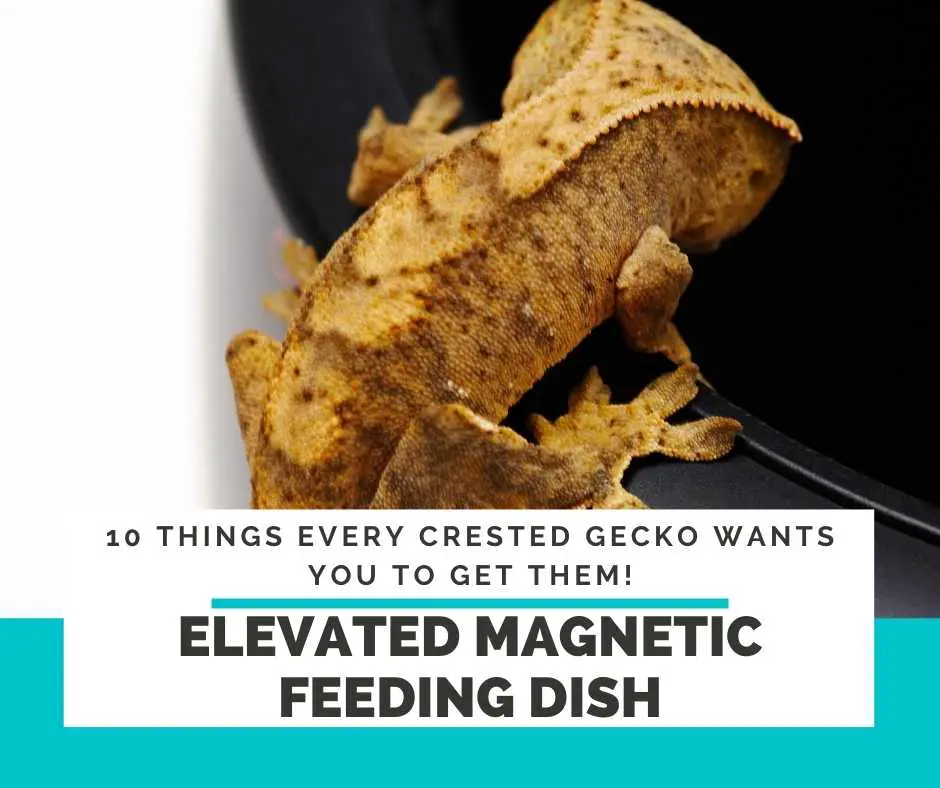 Elevated Magnetic Feeding Dish