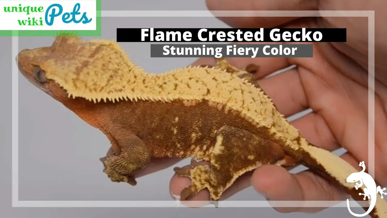 Flame Crested Gecko