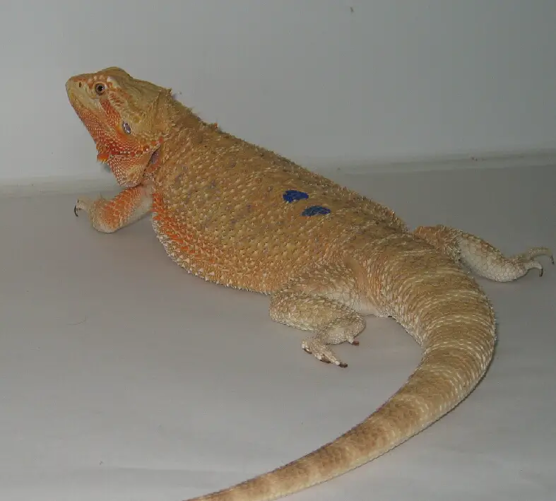 German Giant Bearded Dragon