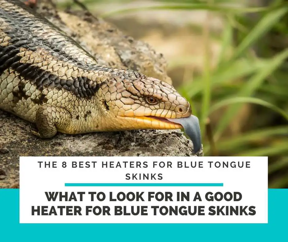 Buyer's Guide - What To Look For In A Good Heater For Blue Tongue Skinks
