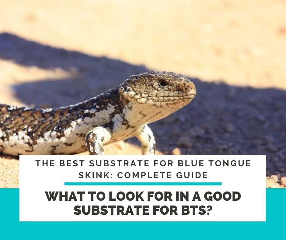 Buyers Guide: What To Look For In A Good Substrate For Blue Tongue Skinks