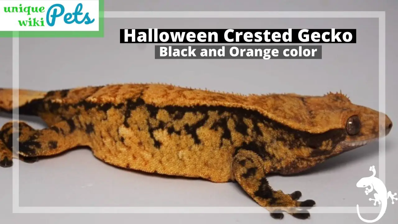 Halloween Crested Gecko