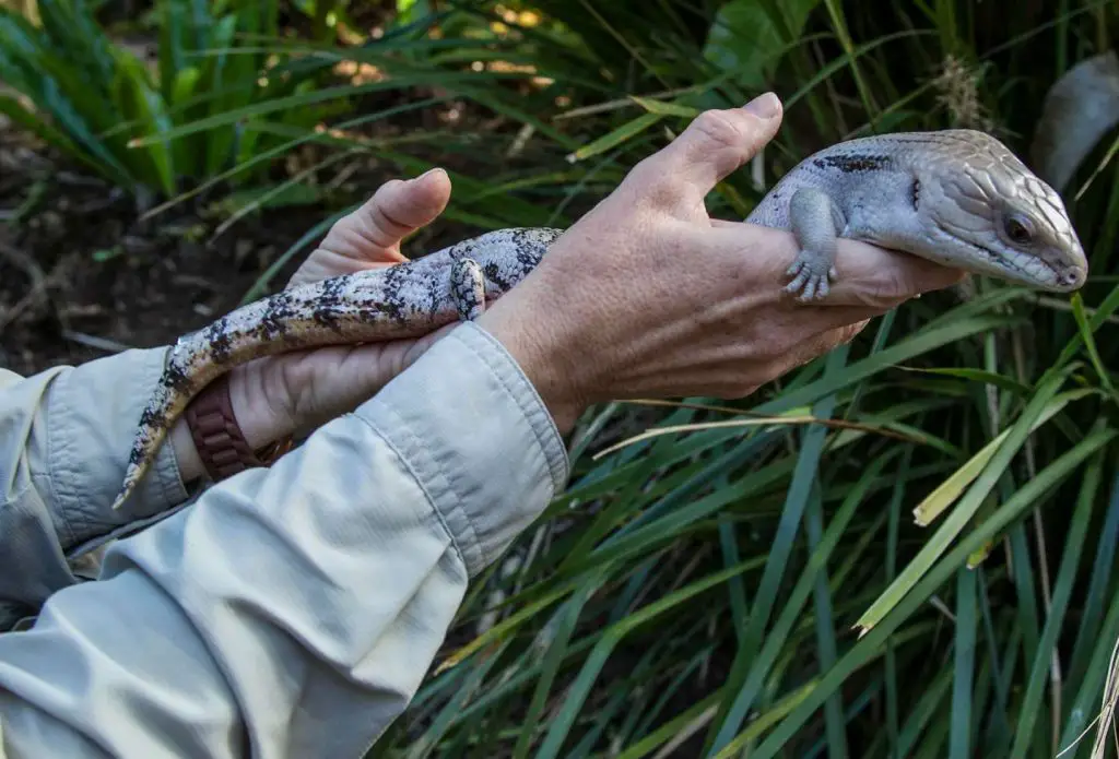 blue tongue skinks are easy to handle