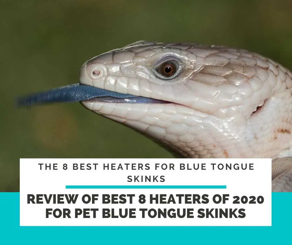 Review Of Best 8 Heaters Of 2020 For Pet Blue Tongue Skinks