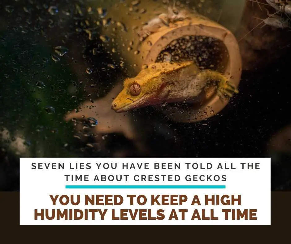 That You Need To Keep A High Humidity Levels At All Time